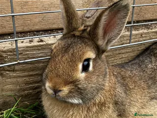 Netherland Dwarf rabbits LAST Male & Female Netherland Dwarf! - Advert 1