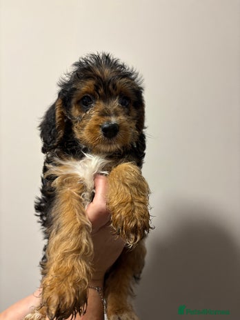 Mixed Breed dogs - Advert 1