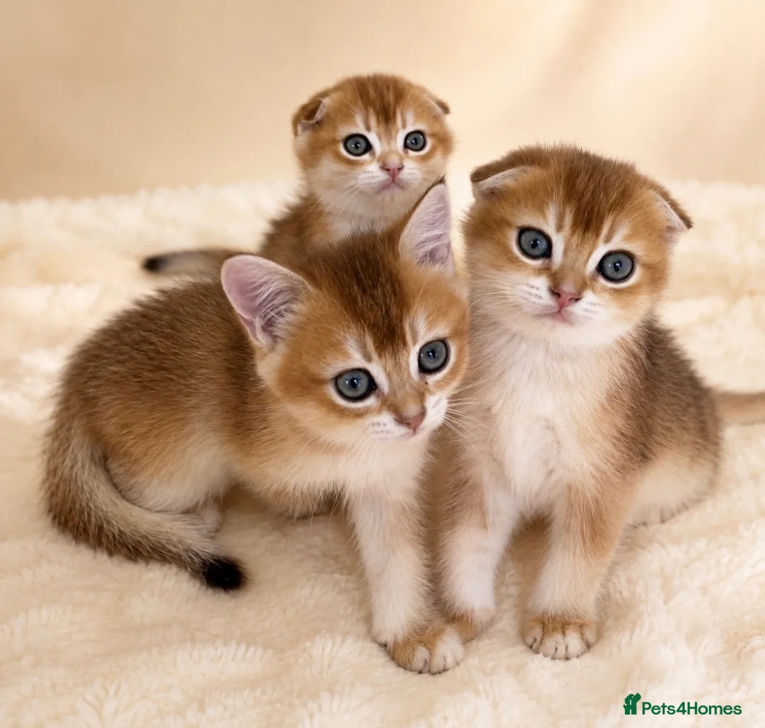 Scottish Fold cats for sale: 🐾BEAUTIFUL SCOTTISH FOLD KITTEN 🐱  - Advert 1