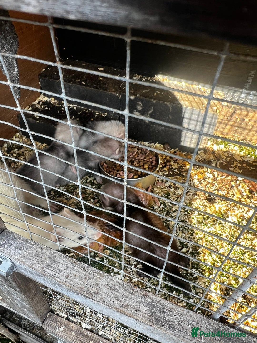 Ferret rodents for sale: home bred ferrets half pole x albino they are grey - Image 3
