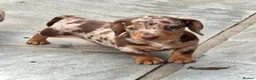 Miniature Dachshund dogs for sale: Outstanding Litter of Miniature dachshund puppies  - Advert 16