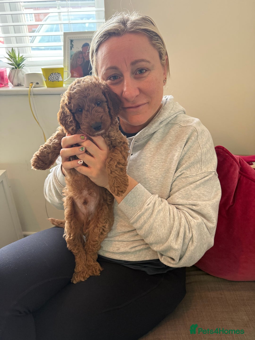 Cockapoo dogs for sale: Beautiful Cockapoo, looking for his forever home.  - Advert 5