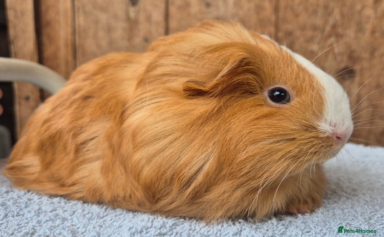 Guinea Pig rodents - Advert 10
