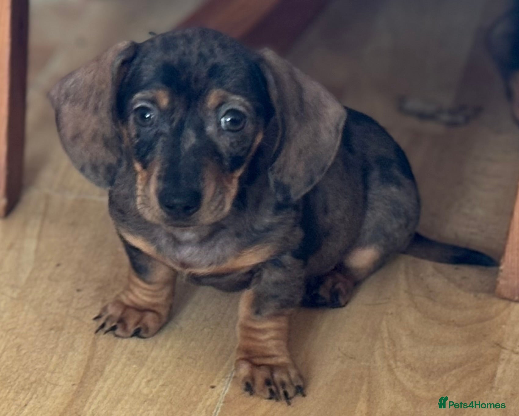 Dachshund dogs Stunning Sable Dapple Boy - Advert 1