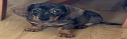 Dachshund dogs for sale: Stunning Sable Dapple Boy in Thetford - Advert 1