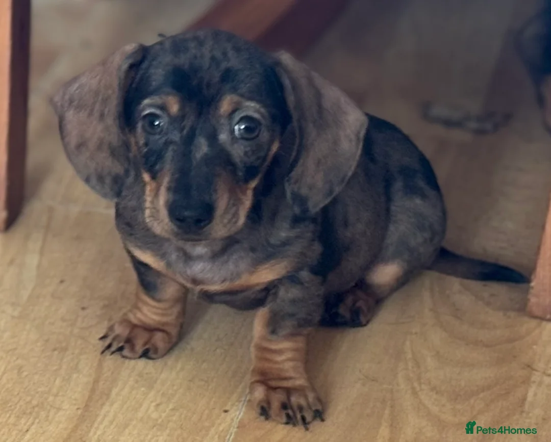 Dachshund dogs for sale: Stunning Sable Dapple Boy in Thetford - Advert 1