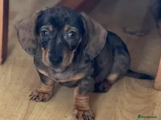 Dachshund dogs Stunning Sable Dapple Boy - Advert 2