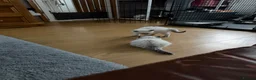 Ragdoll cats for sale: Beautiful ragdoll kittens ready now!! - Advert 9