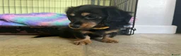 Miniature Dachshund dogs for sale: MINIATURE DACHSHUND PUPPIES  - Advert 19
