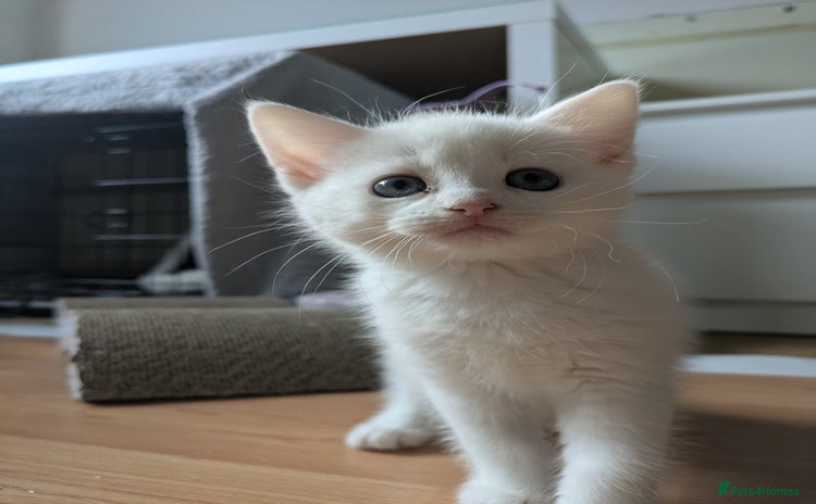 Domestic Shorthair cats - Advert 1