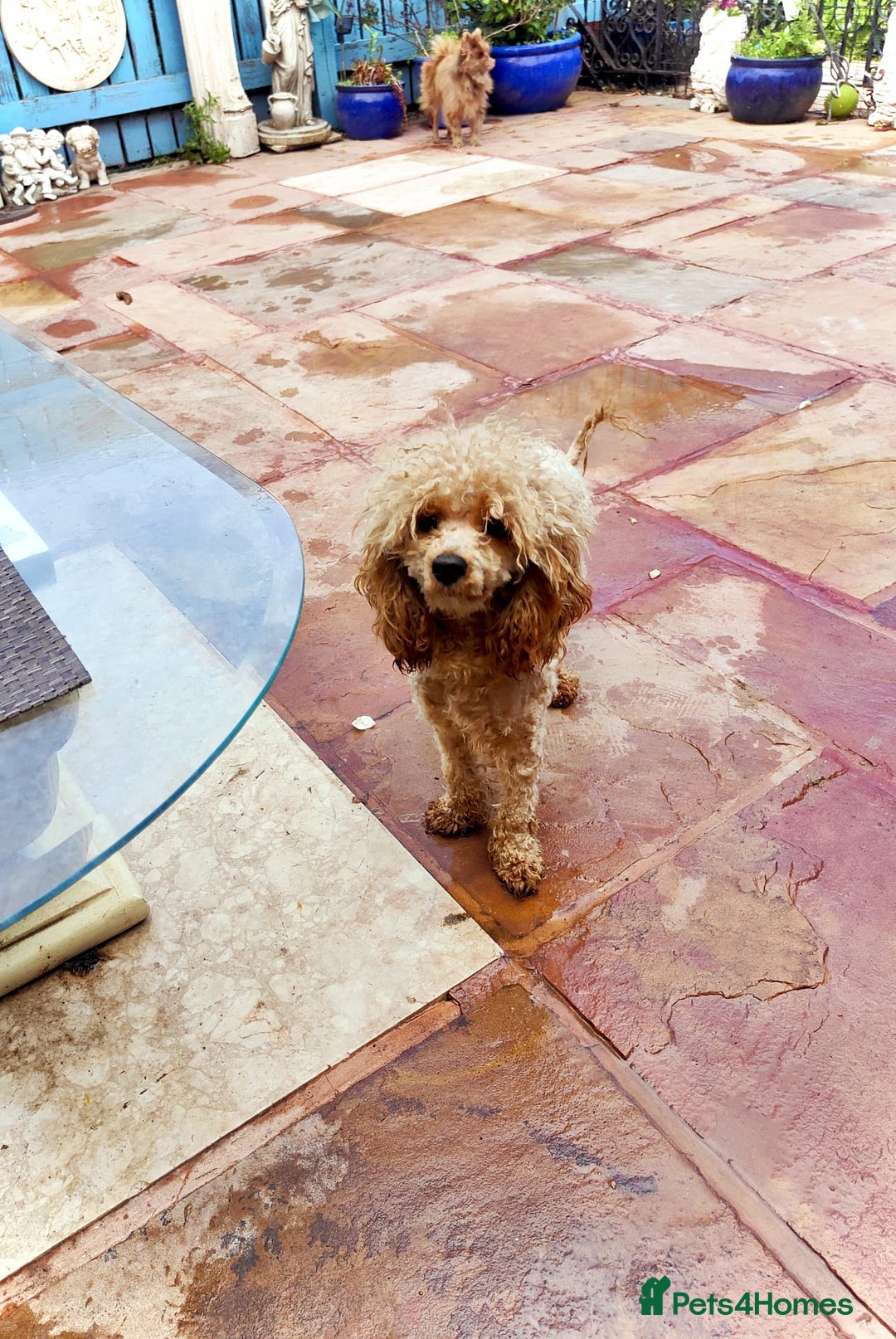 Cavapoo dogs for sale: Adorable Cavapoo Girl, Red. - Image 2