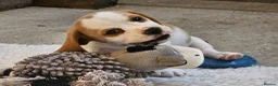 Beagle dogs for sale: Stunning KC Registered Beagle Pups- Ready 24.08.26 in Thirsk - Advert 10