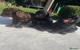 Cockapoo dogs for sale: Cockapoo Ready to leave now💕Only 1 boy left! - Image 18