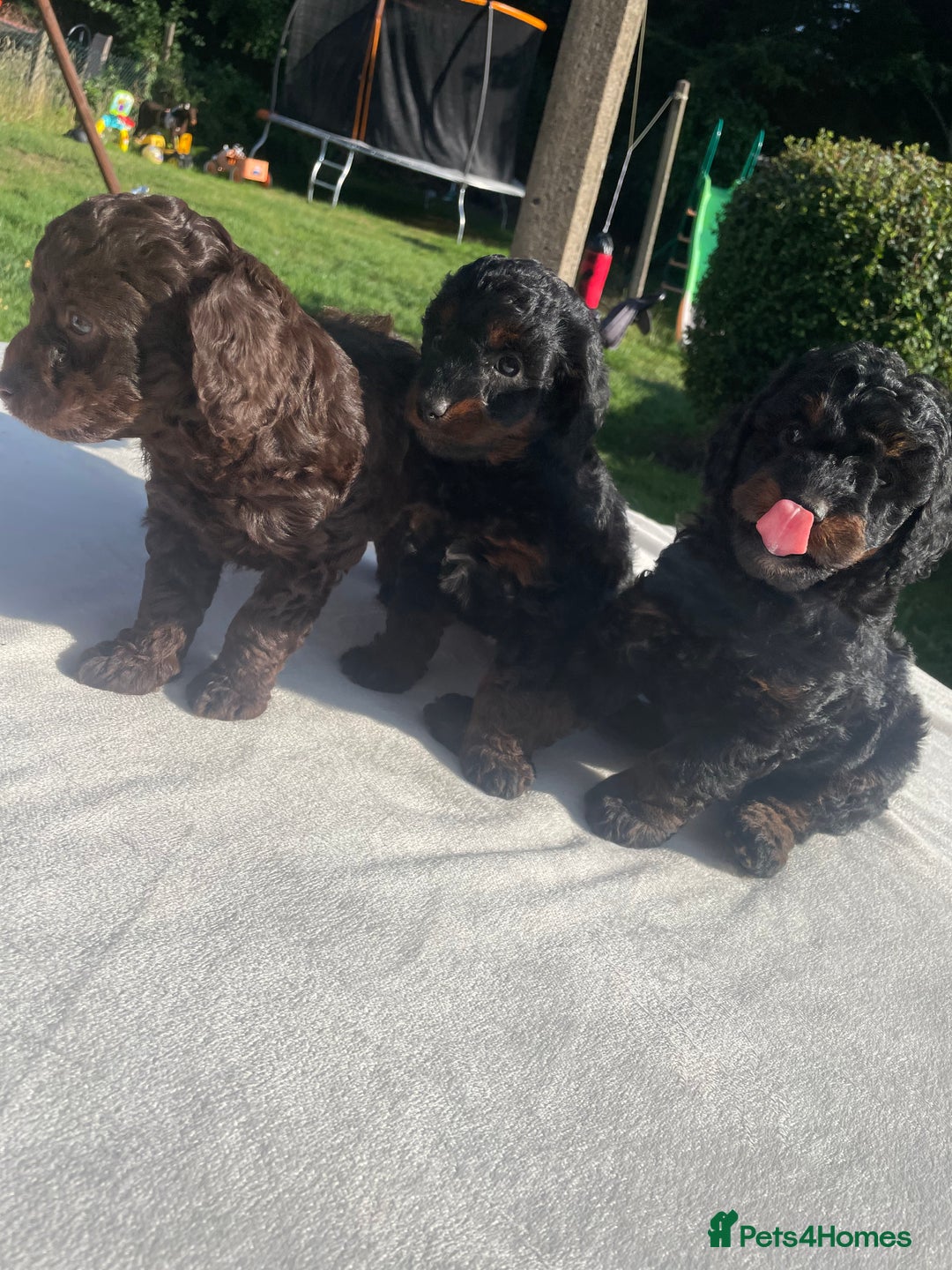 Cockapoo dogs for sale: Cockapoo Ready to leave now💕Only 1 boy left! - Image 18