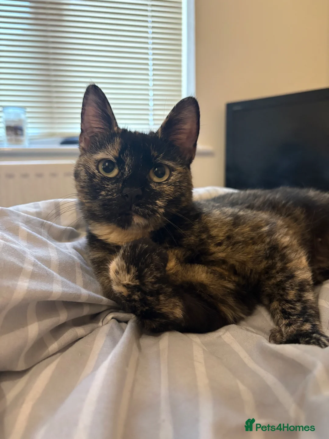 Mixed Breed cats for sale: Winnie,Honey, Dixie - Advert 1