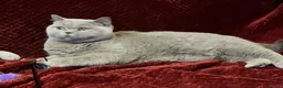 British Shorthair cats for sale: 🏆 Beautiful GCCF BSH Grace Retired Queen (Blue)🐈 - Advert 11