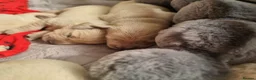 Golden Retriever dogs for sale: KC Golden Retriever Puppies – Waiting List Open - Advert 8