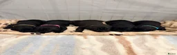 Cane Corso dogs for sale: Cane Corso puppy’s  - Advert 21