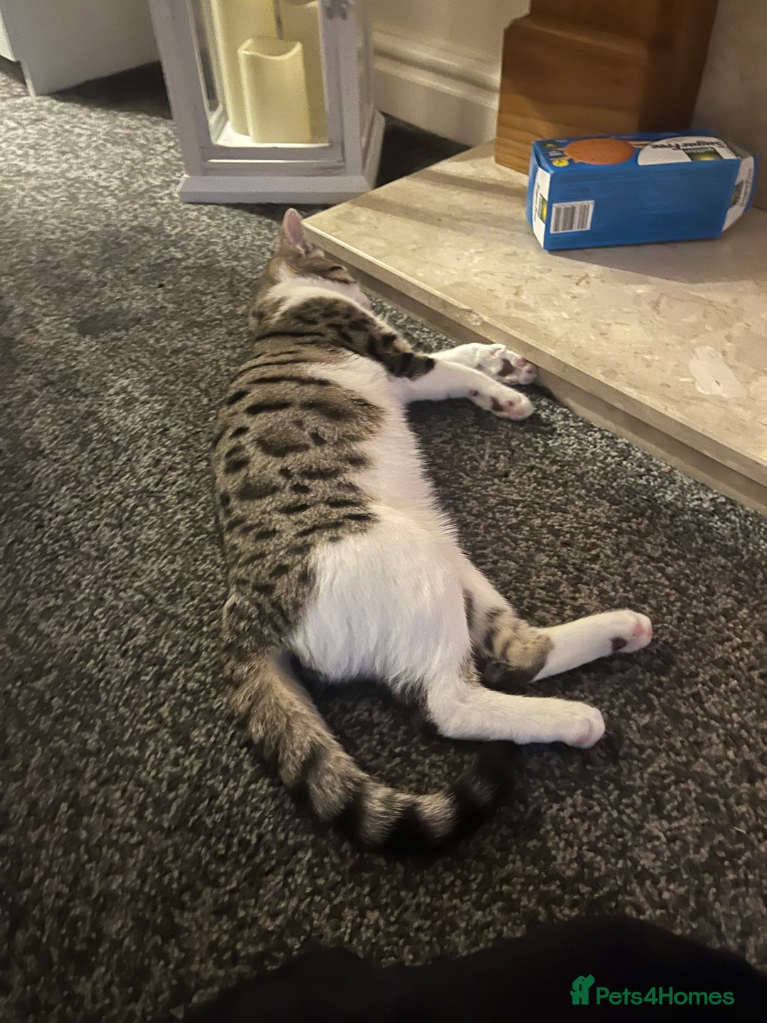 Bengal cats for sale: Bengal x british shorthair female kitten - Advert 4