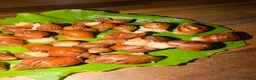 Snails invertebrates for sale: Albino Giant African Land Snails (Achatina Fulica) - Advert 11