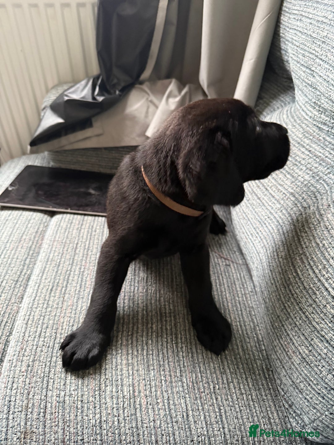 Labrador Retriever dogs for sale:  *READY TO LEAVE* Chunky show  labrador retreivers - Image 7