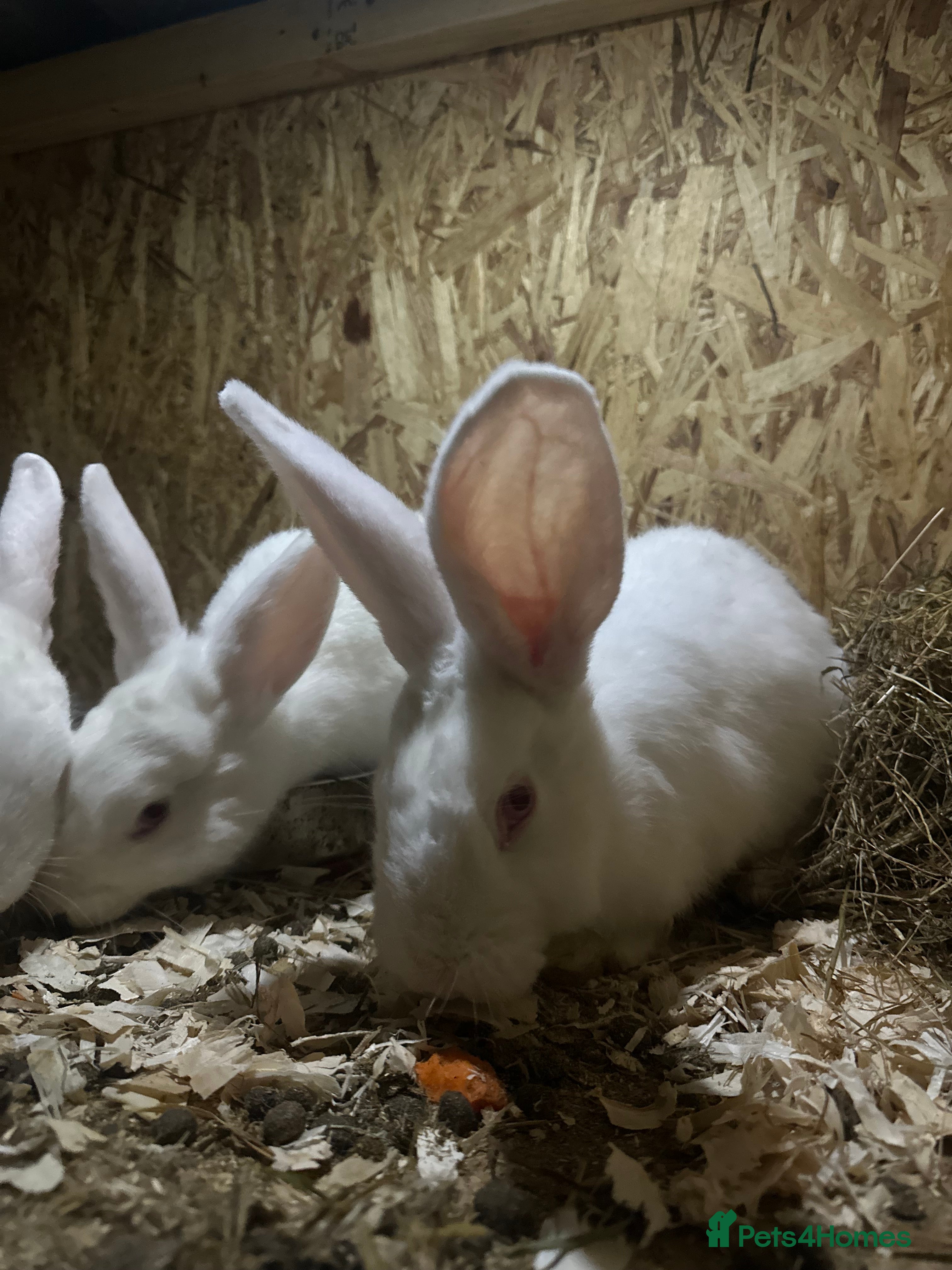 Continental Giant rabbits One white Continental giant - Advert 1