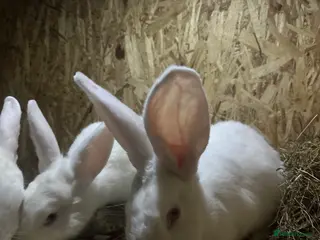 Continental Giant rabbits One white Continental giant - Advert 6