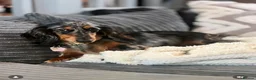 Miniature Dachshund dogs for sale: Ready to go 🏡 - Advert 2