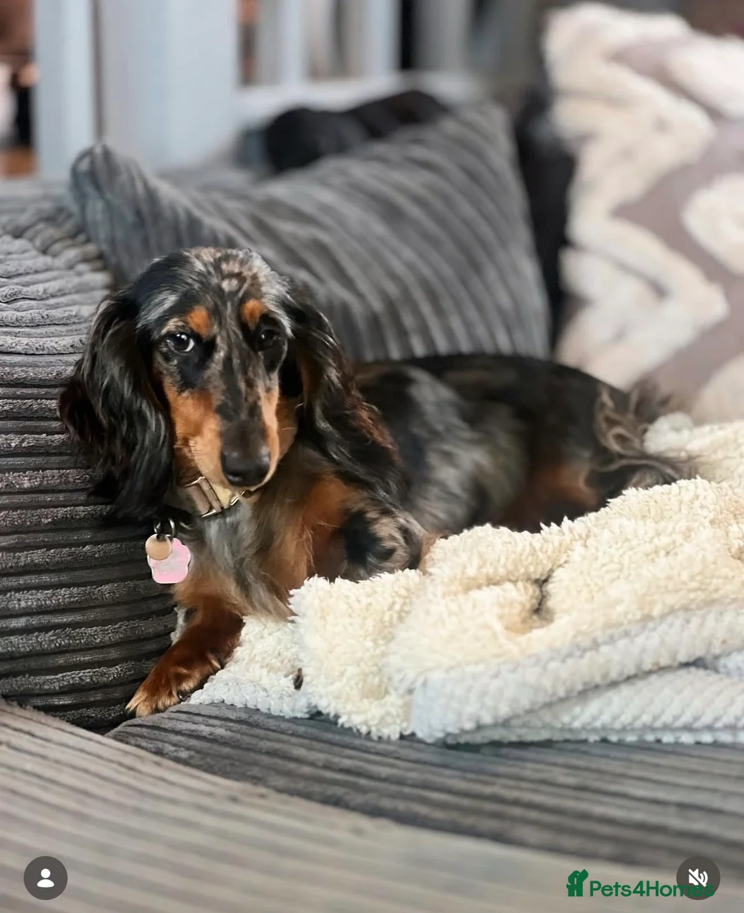Miniature Dachshund dogs for sale: Ready to go 🏡 - Advert 2