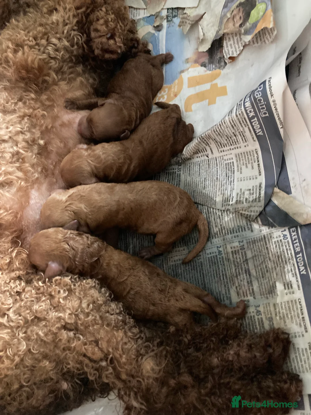 Toy Poodle dogs for stud: Stunning Maltese at Stud - NOt FOR SALE in Coventry - Advert 6