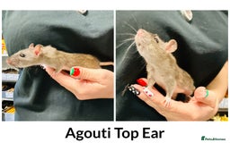 Rat rodents for sale: Well Handled Friendly Baby Top Ear Rats  - Image 4