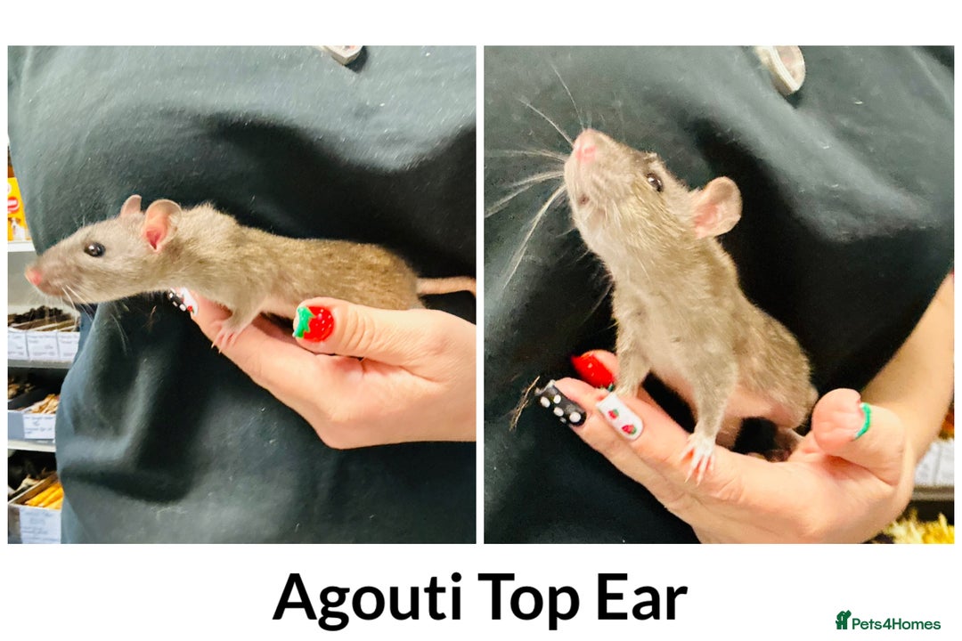 Rat rodents for sale: Well Handled Friendly Baby Top Ear Rats  - Image 4