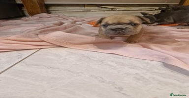 French Bulldog dogs - Advert 2