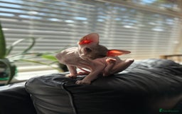 Sphynx cats for sale: Hairless kittens sphinx - Image 16