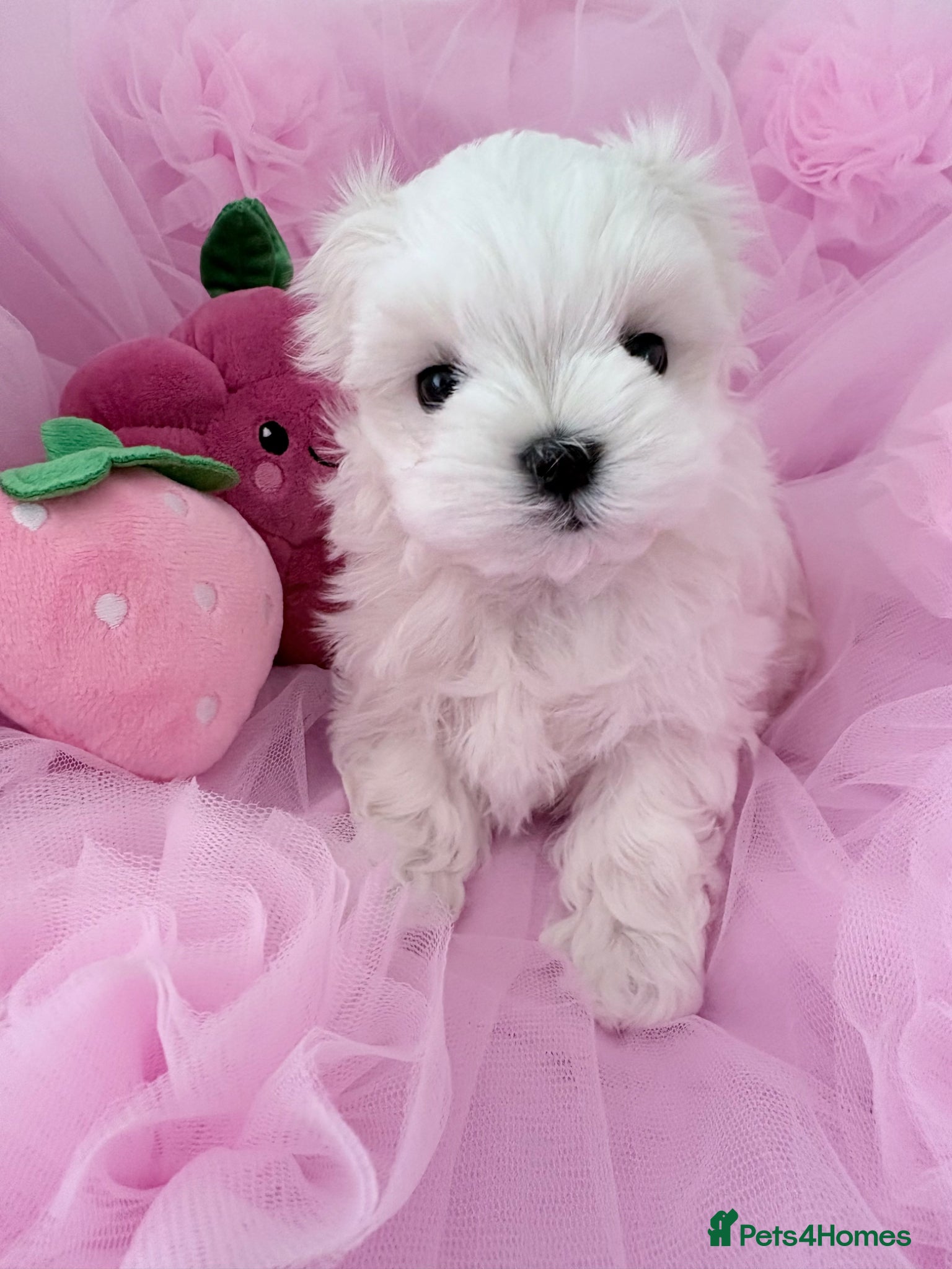 Maltese dogs 💗Gorgeous Korean baby girl 💗 - Advert 13