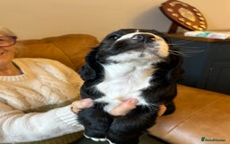 Cocker Spaniel dogs for sale: Cracking Cocker Spaniels  - Image 5
