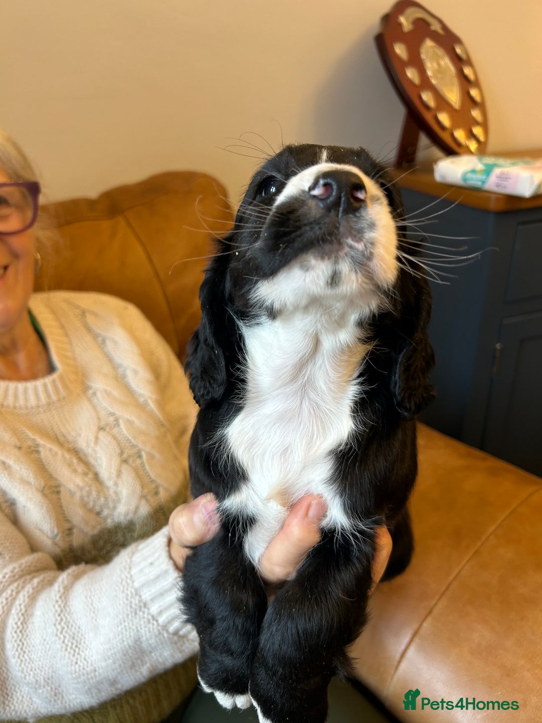 Cocker Spaniel dogs for sale: Cracking Cocker Spaniels  - Image 5