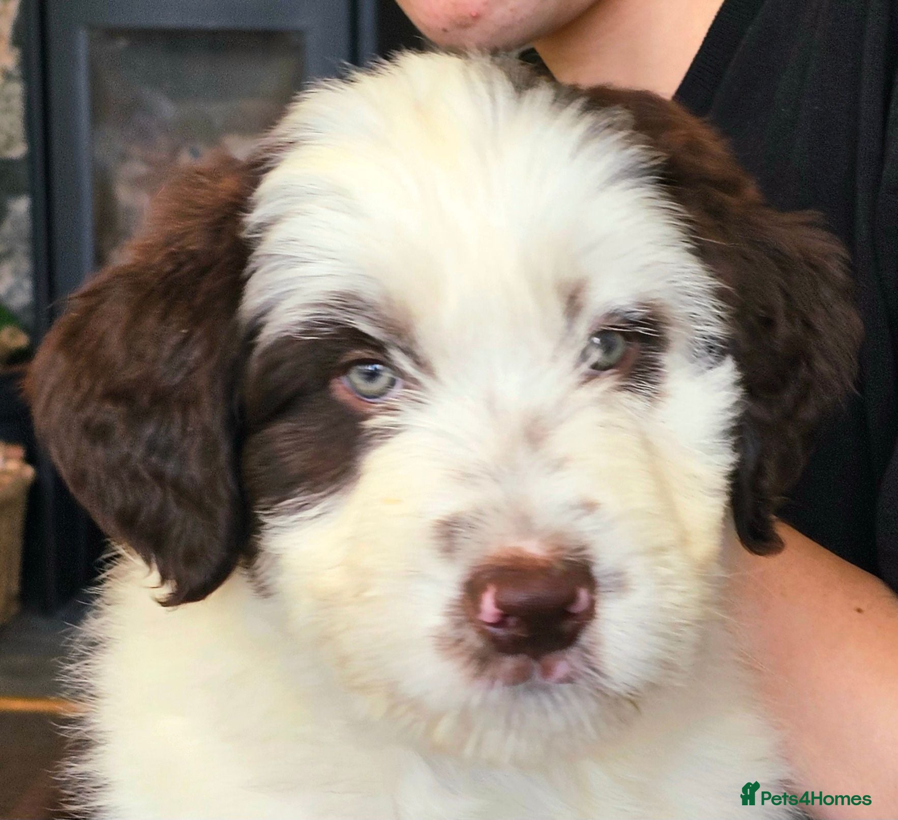 Mixed Breed dogs READY NOW Long soft coated boy - Advert 2