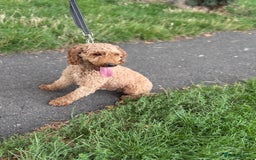 Miniature Poodle dogs for sale: Miniature Poodle - Image 4