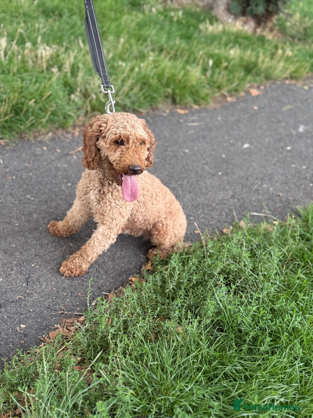 Miniature Poodle dogs for sale: Miniature Poodle - Image 4