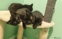 Mixed Breed cats for sale: Black tabby kittens just 2 left  - Image 3