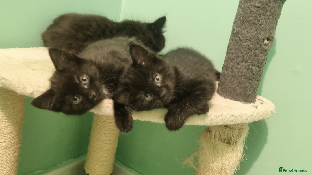 Mixed Breed cats for sale: Black tabby kittens just 2 left  - Image 3