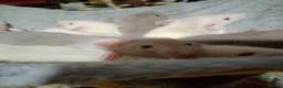 Rat rodents for sale: Dumbo baby rats  - Advert 4