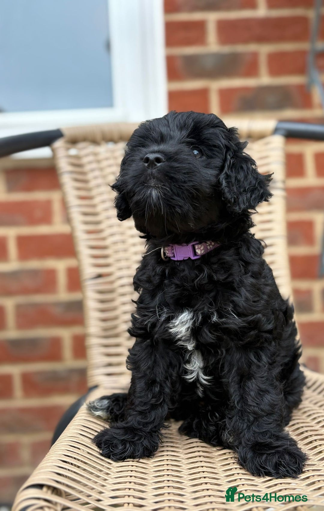Mixed Breed dogs for sale: Girl cockapoo puppy  - Image 2