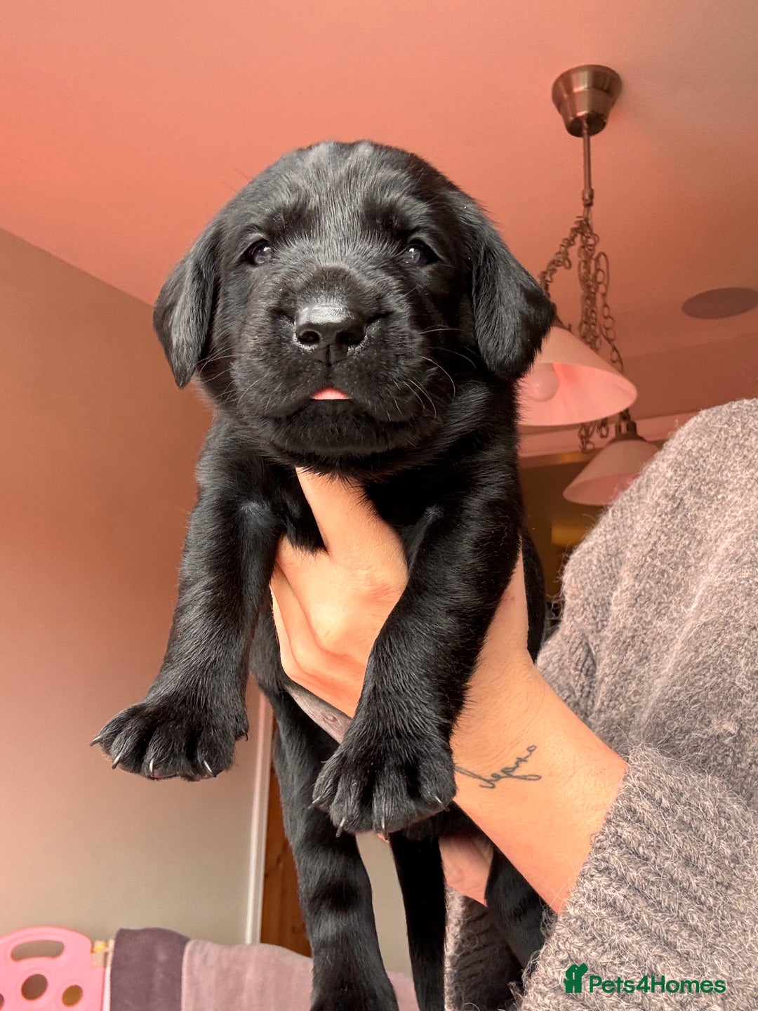 Labrador Retriever dogs for sale: Beautiful KC Labs / DRAKESHEAD - 1 BOY LEFT! - Advert 32
