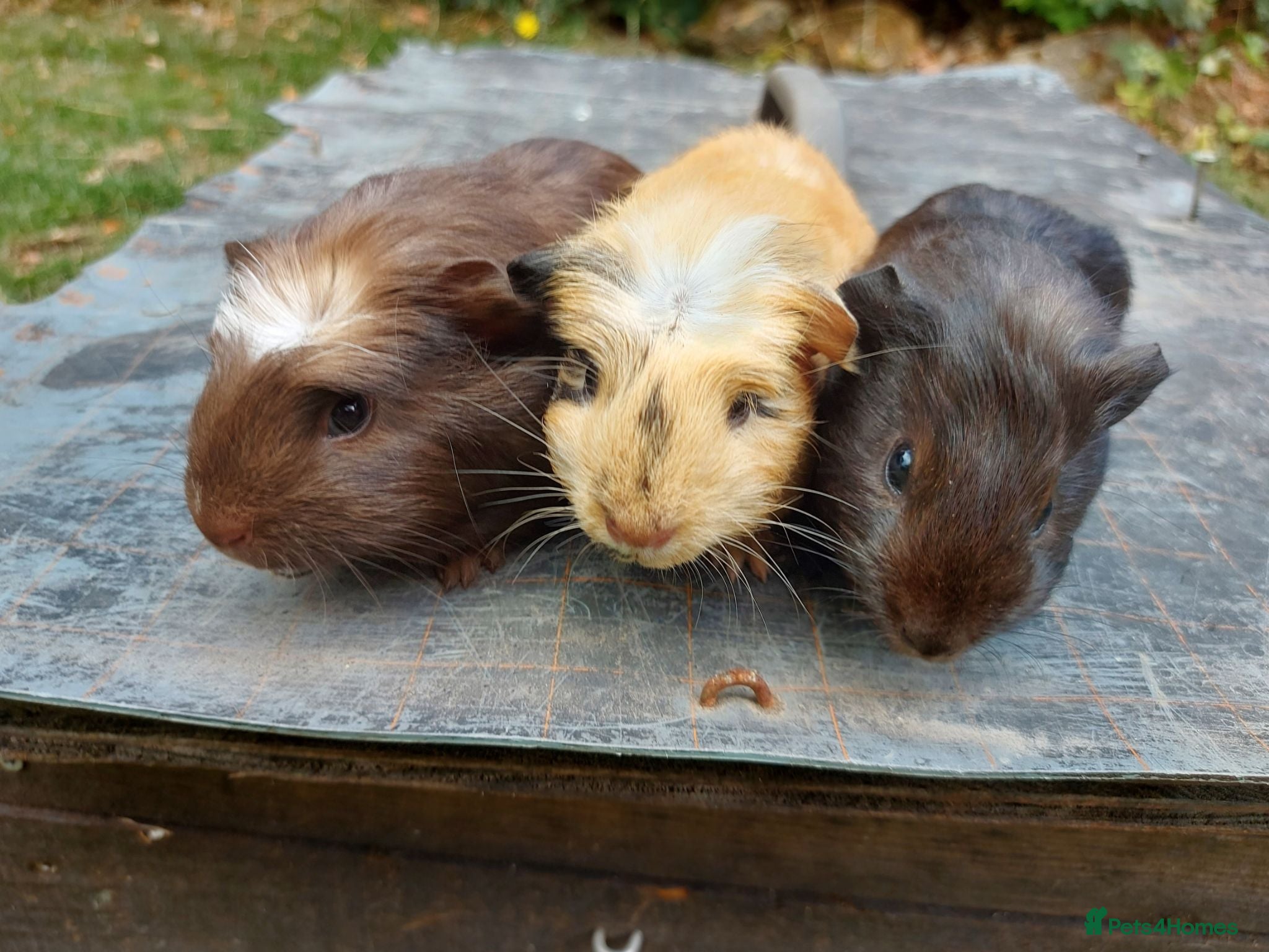 Guinea Pig rodents Beautiful baby Guinea Pigs  - Advert 1