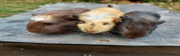 Guinea Pig rodents for sale: Beautiful baby Guinea Pigs  - Advert 1