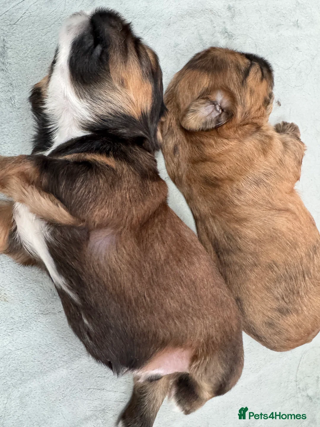 Shih Tzu dogs for sale: Gorgeous Shihtzu Puppies - Advert 7