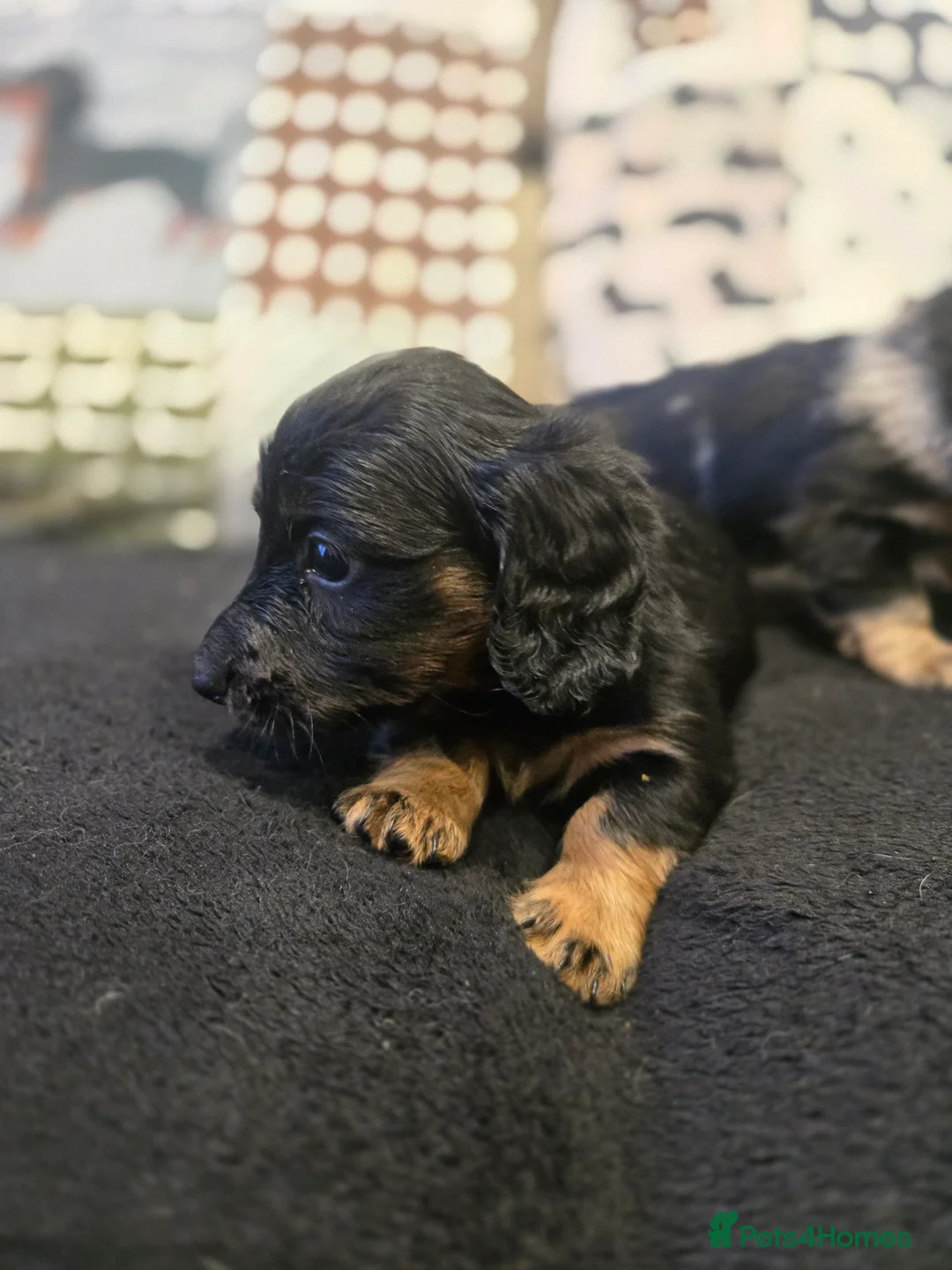 Miniature Dachshund dogs for sale: ✨️Kc registered stunning miniature dachshunds ✨️ - Advert 7
