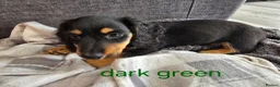 Dachshund dogs for sale: Miniature dachshunds  - Advert 12